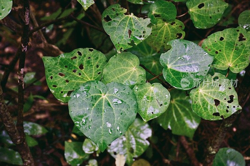 川川郁郁葱葱的绿色植物背景(Piper excelsum)